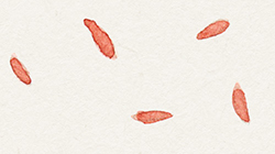 Illustration of red autumn leaves on white background